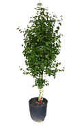 15G Mulberry Tree